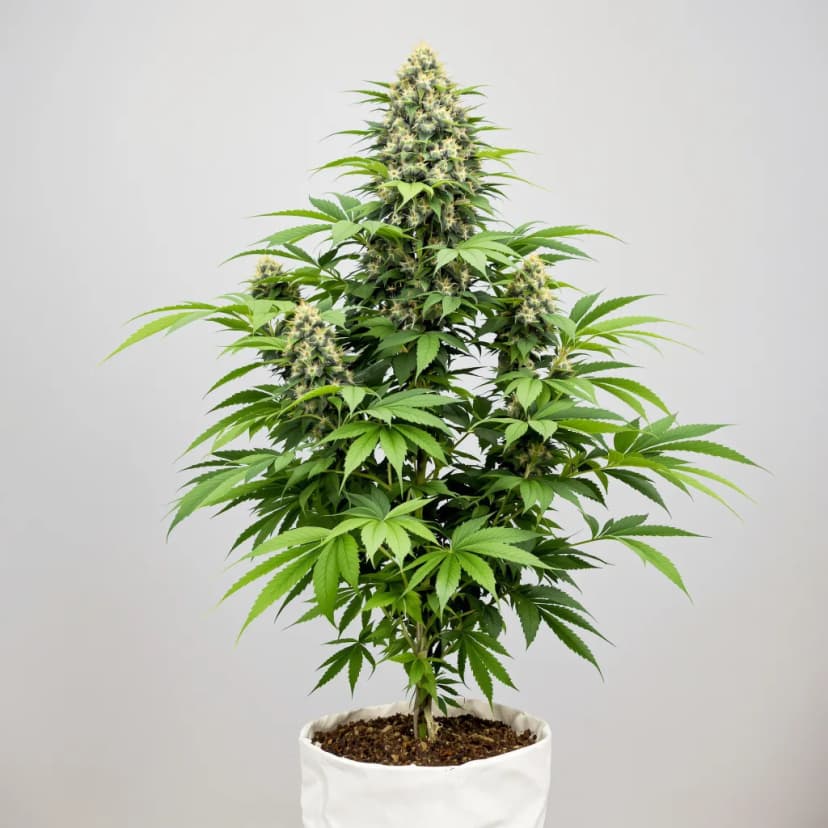 Haze XL autoflower cannabis plant