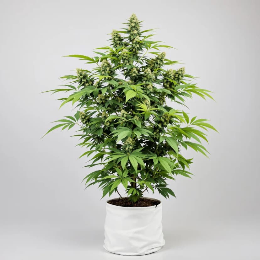 Heavy Duty Fruity feminized cannabis plant