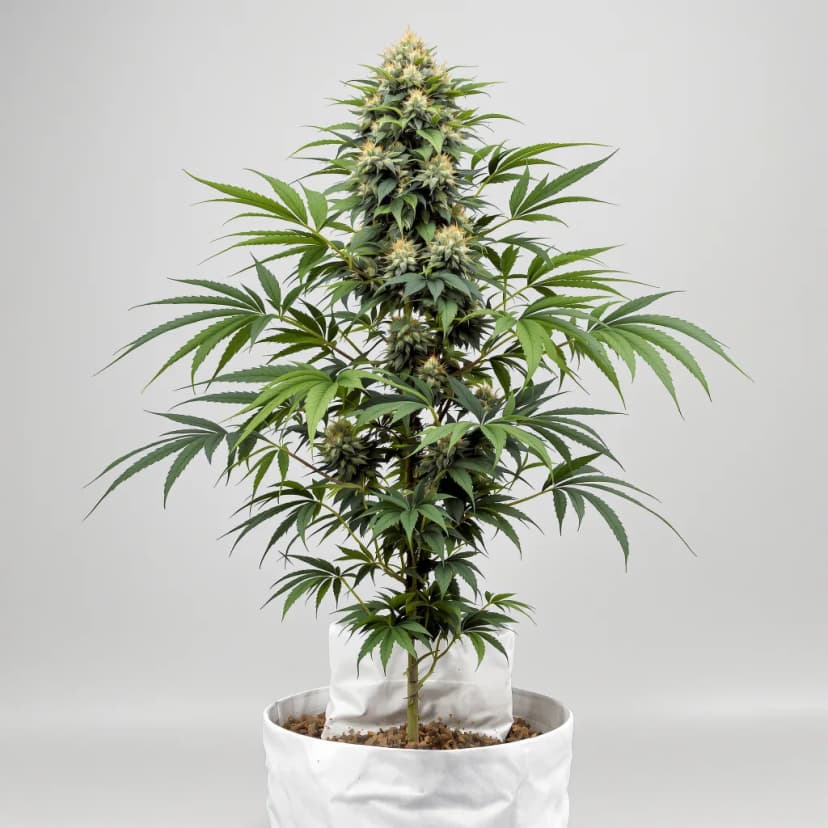 Hells OG Haze feminized cannabis plant