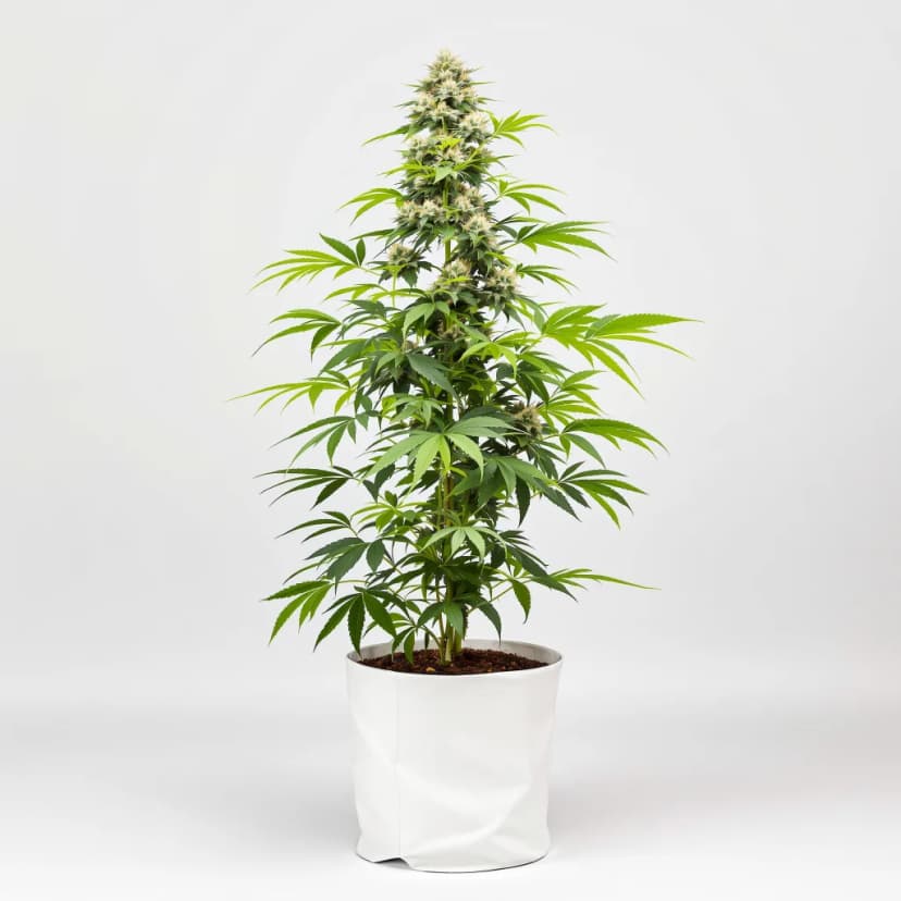 High Resin Pack feminized cannabis plant