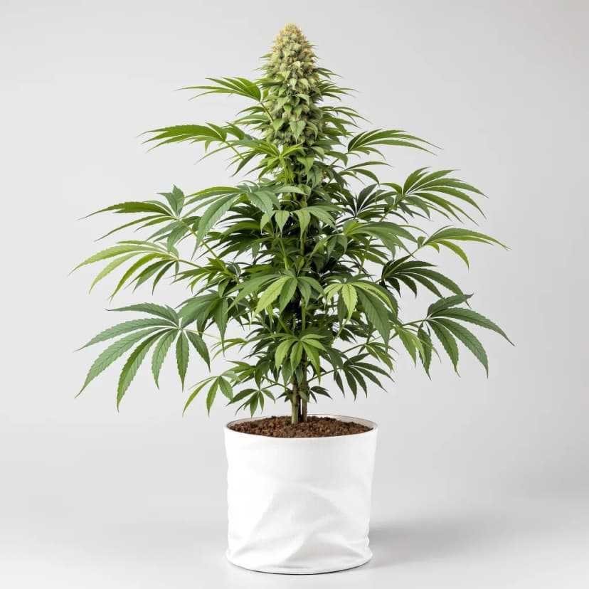 Hindu Skunk autoflower cannabis plant