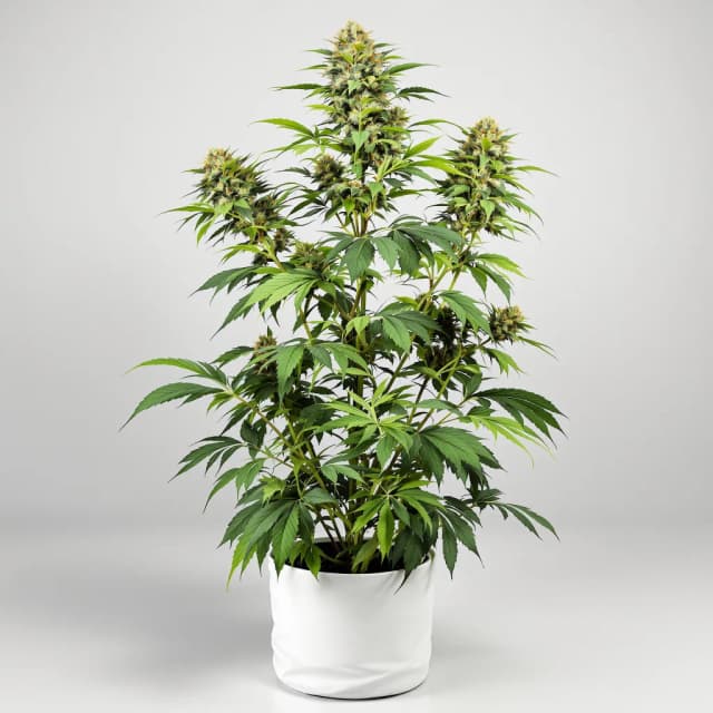 Hippie Crippler cannabis seeds packaging, Royal King Seeds USA