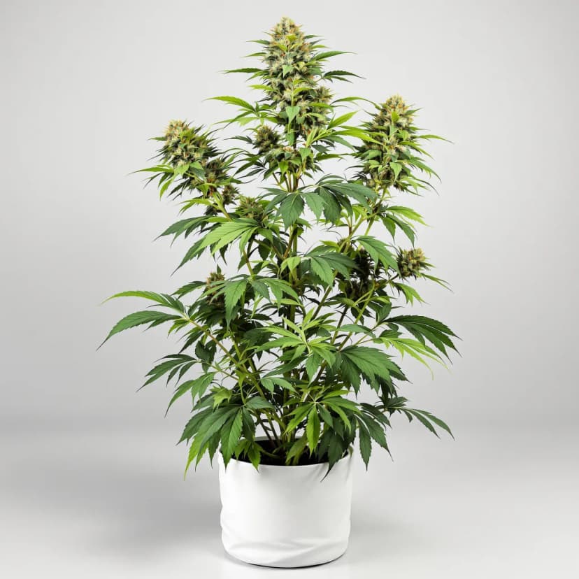 Hippie Crippler feminized cannabis plant