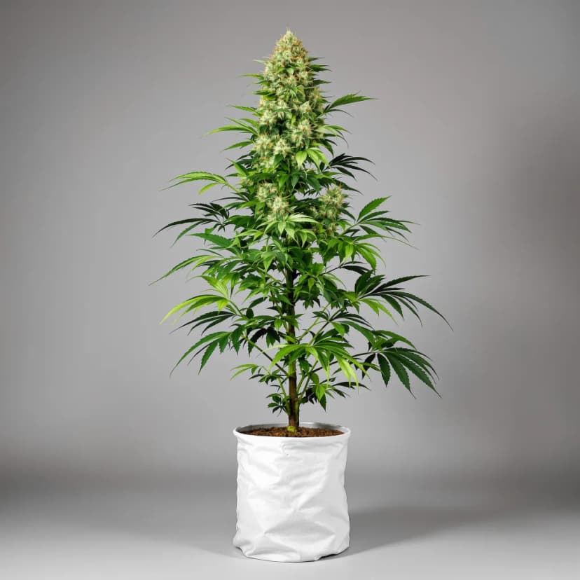 Holy Grail Kush feminized cannabis plant