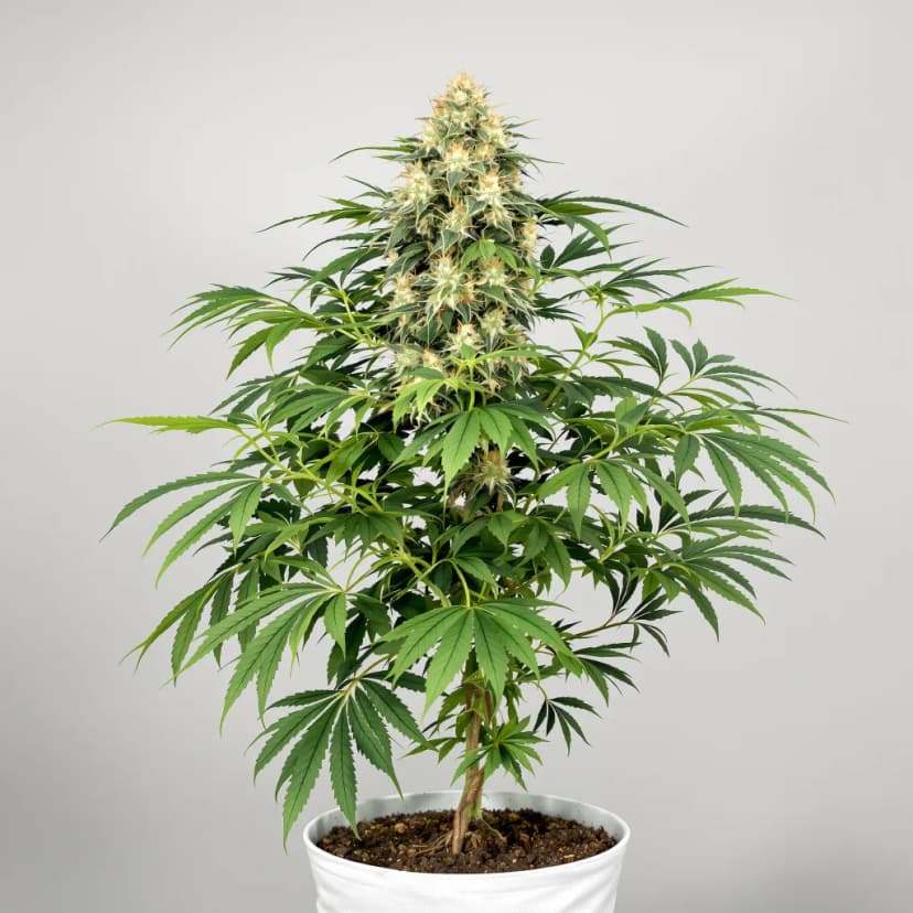 Honey Banana feminized cannabis plant
