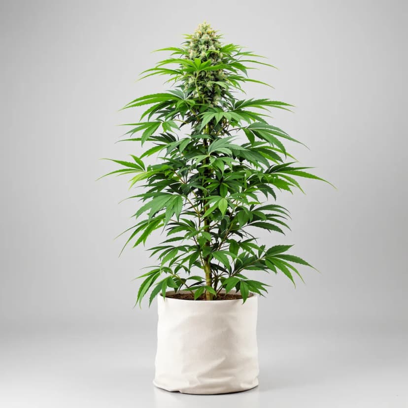 Honey Bananas feminized cannabis plant