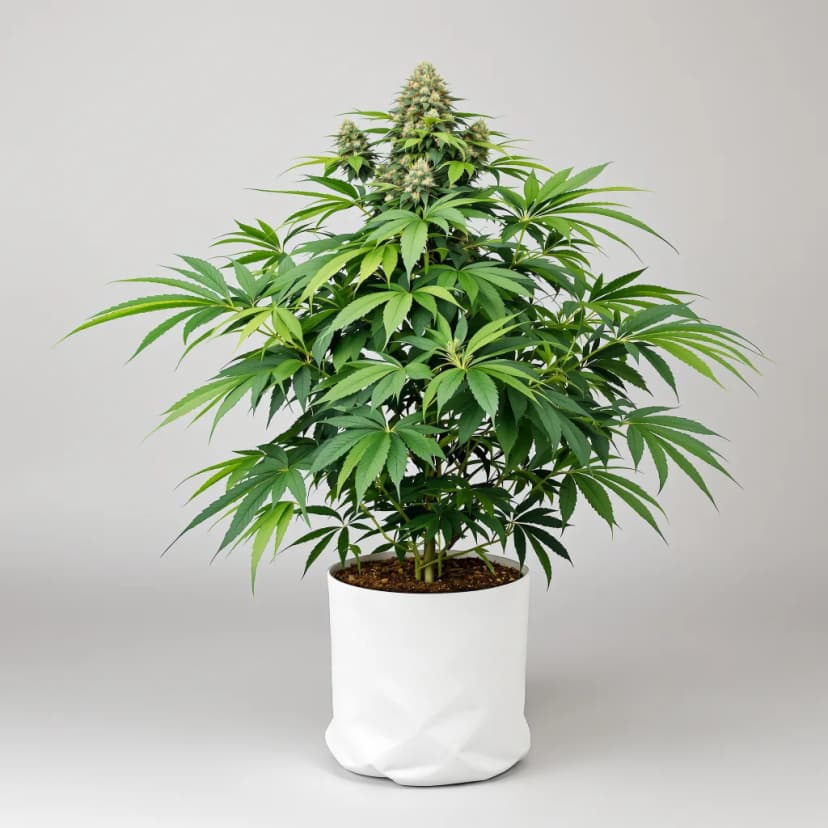 Honey Boo Boo feminized cannabis plant