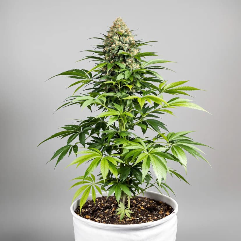 Hood Candy feminized cannabis plant