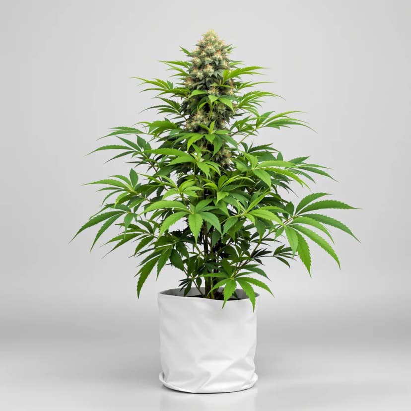 Humboldt Headband feminized cannabis plant