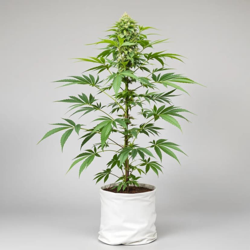 Hyper Critical autoflower cannabis plant