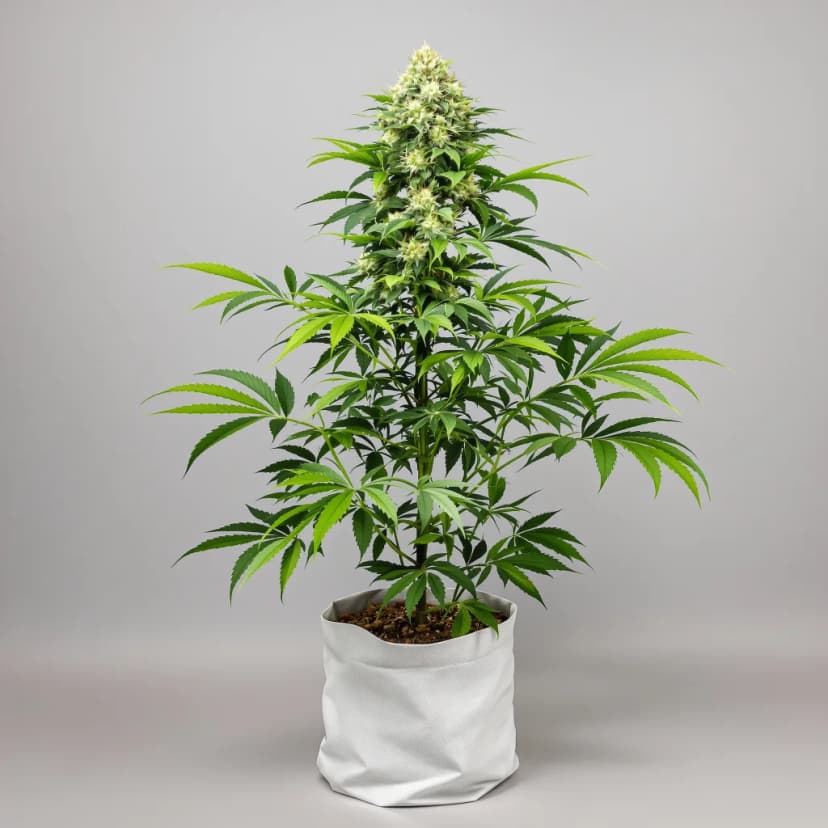 I-95 feminized cannabis plant