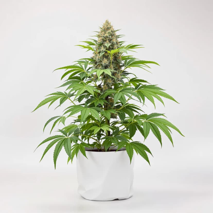 Ice Cream Cake autoflower cannabis plant