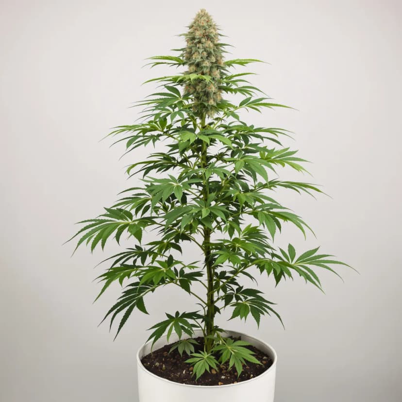 Ice Cream feminized cannabis plant