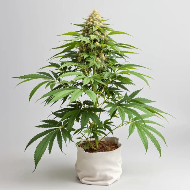 Iced Widow feminized cannabis plant
