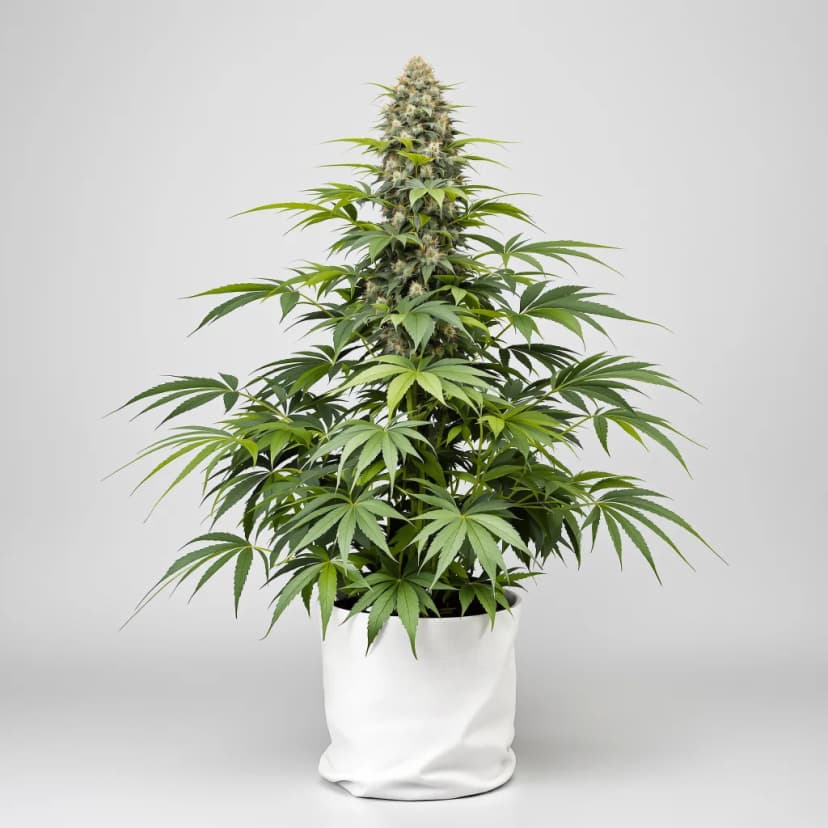 Illuminati OG feminized cannabis plant