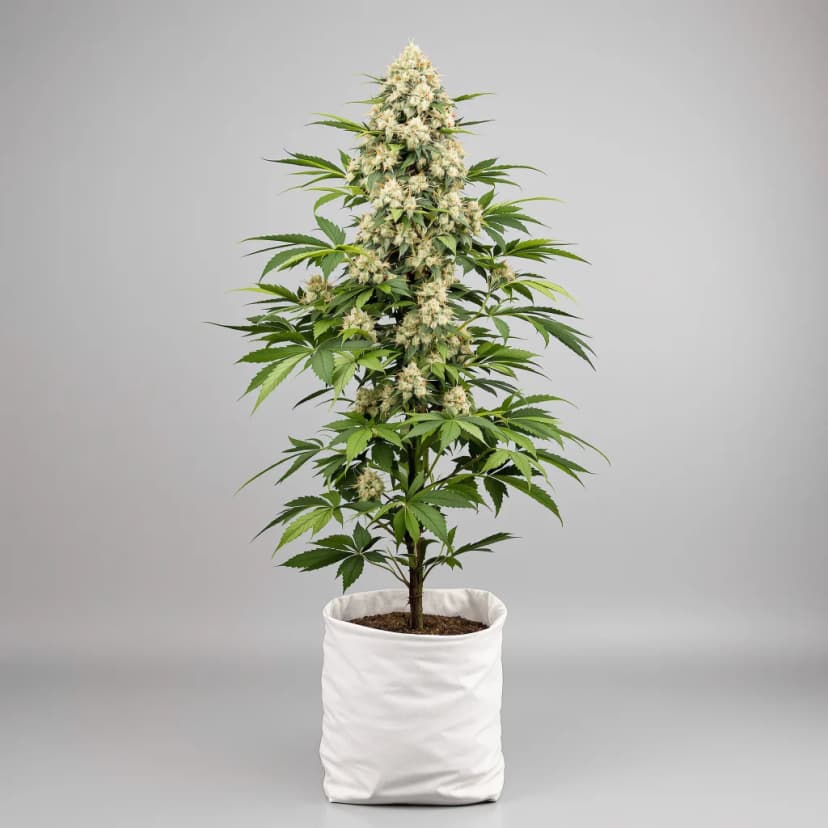 Incredible Bulk feminized cannabis plant
