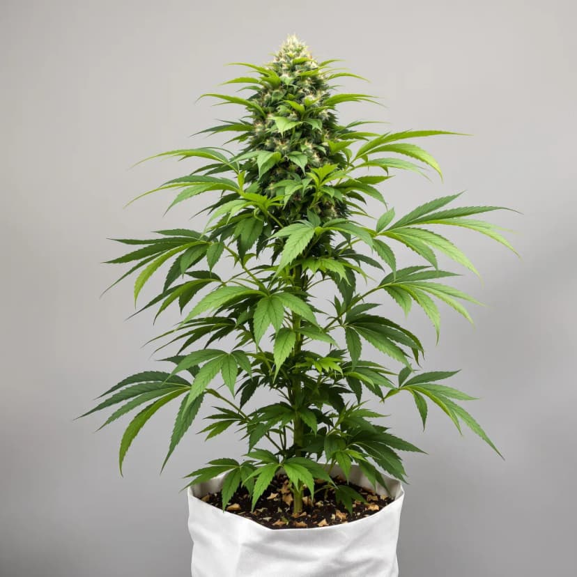 Ingrid feminized cannabis plant