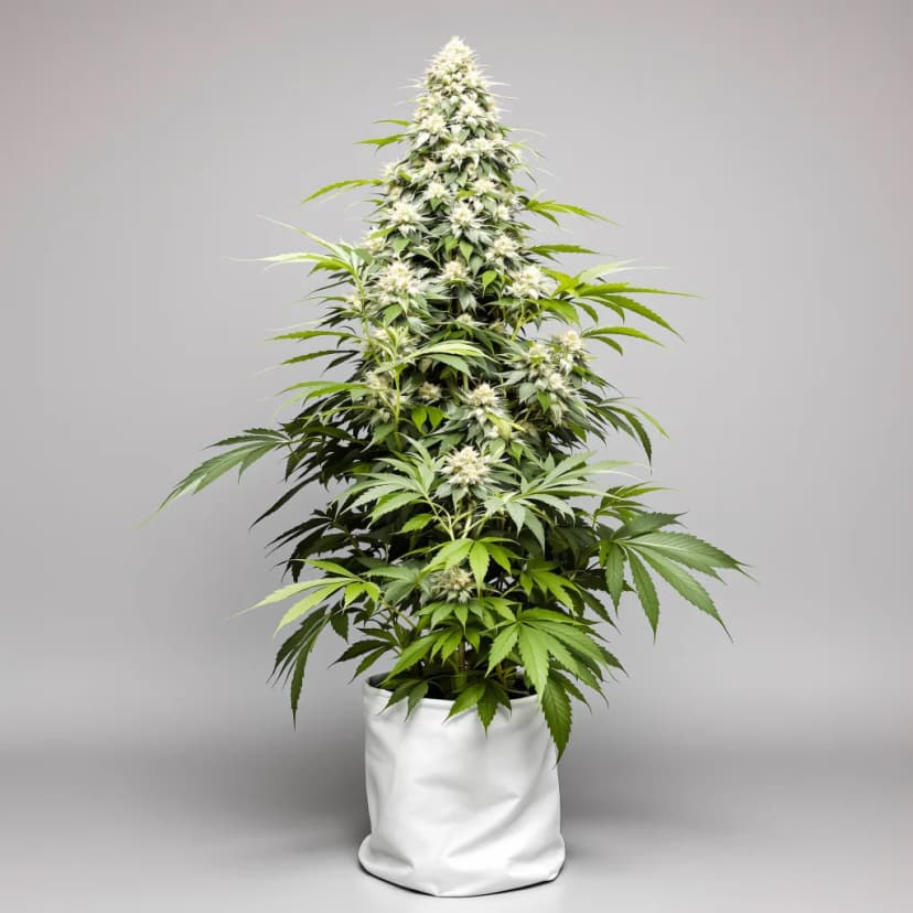 Iron Triangle feminized cannabis plant