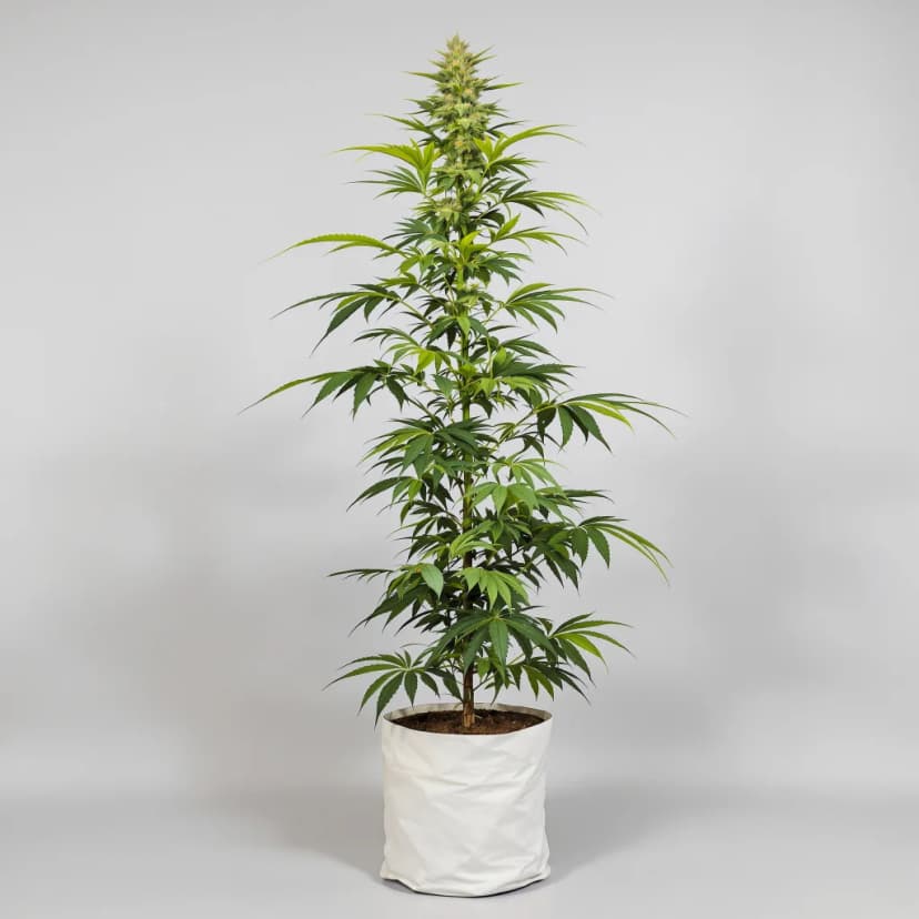 Island Sweet Skunk feminized cannabis plant