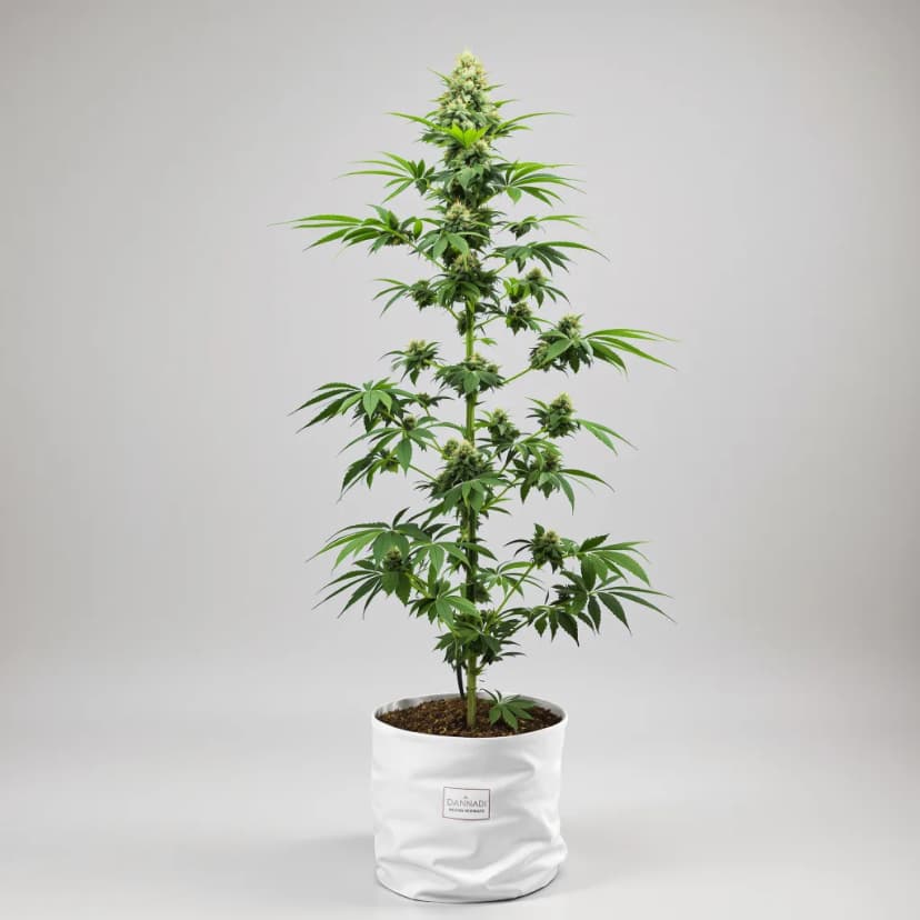 J1 feminized cannabis plant
