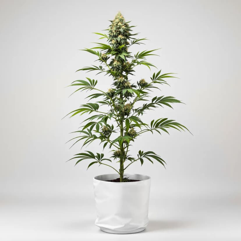 Jack Herer autoflower cannabis plant