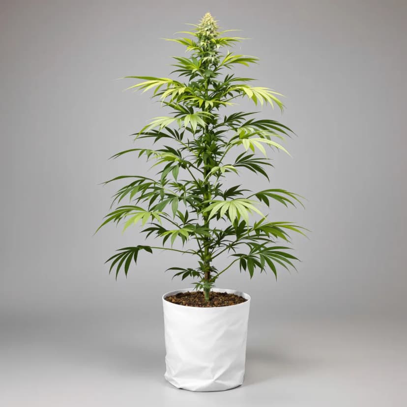 Jack Skellington feminized cannabis plant