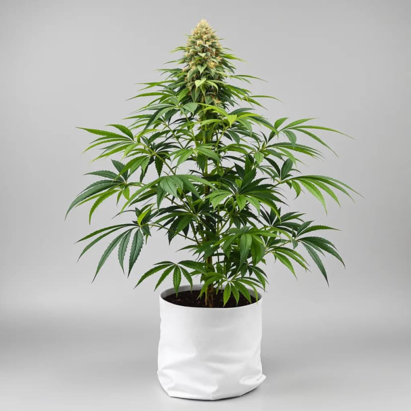 Jager autoflower cannabis plant