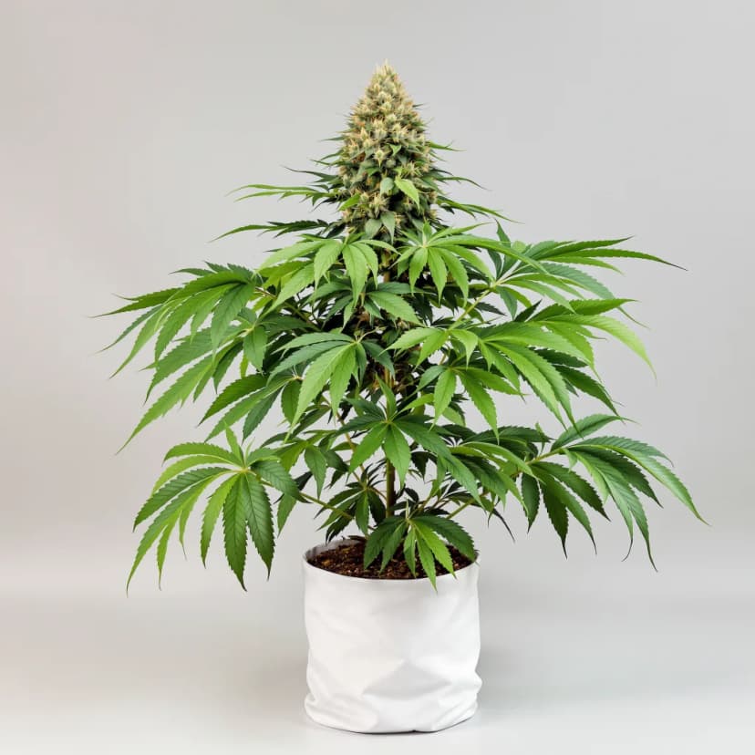 Jager feminized cannabis plant