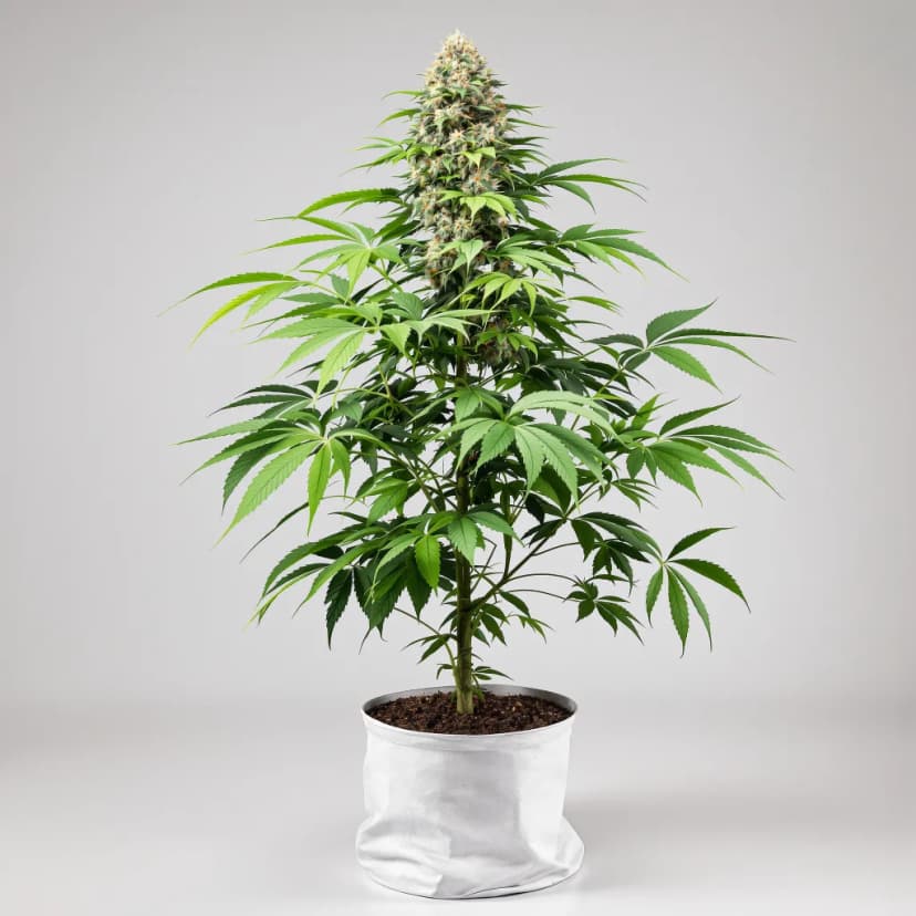 Jawa Pie feminized cannabis plant