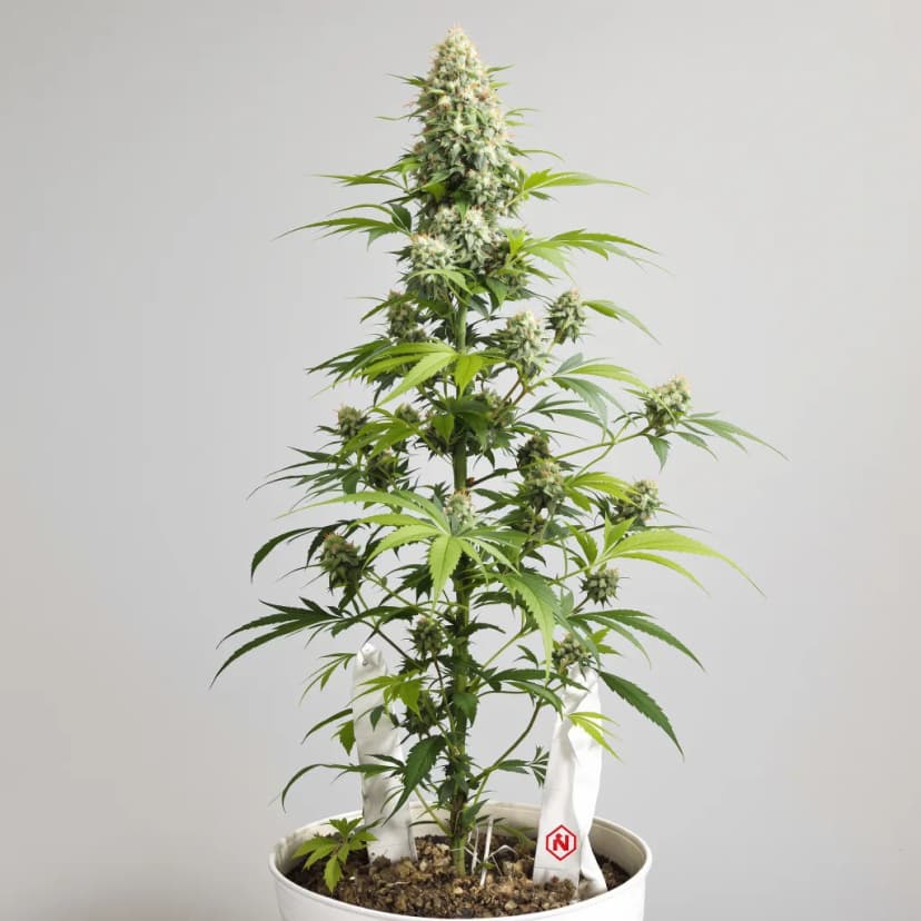 Jean Guy feminized cannabis plant
