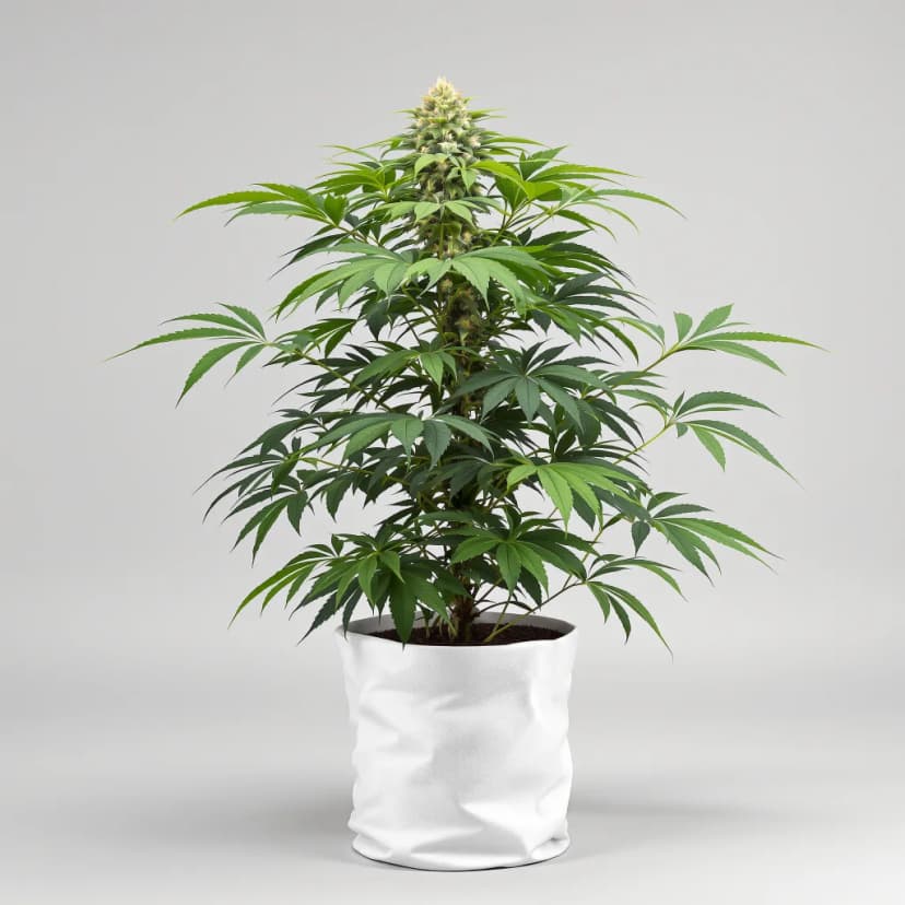 Jedi Cookies feminized cannabis plant