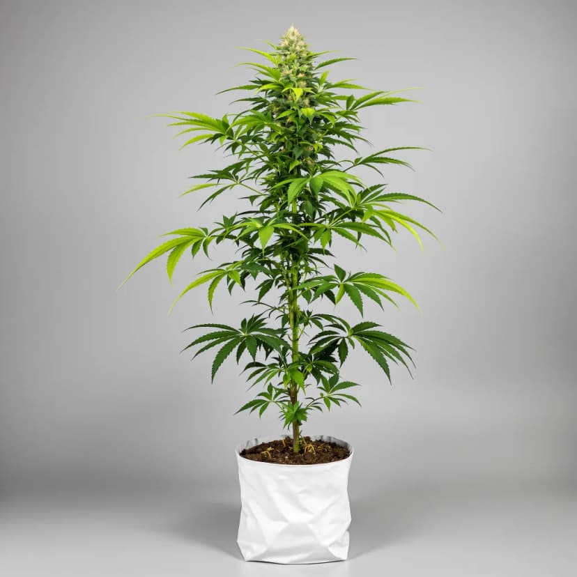 Jedi Kush autoflower cannabis plant