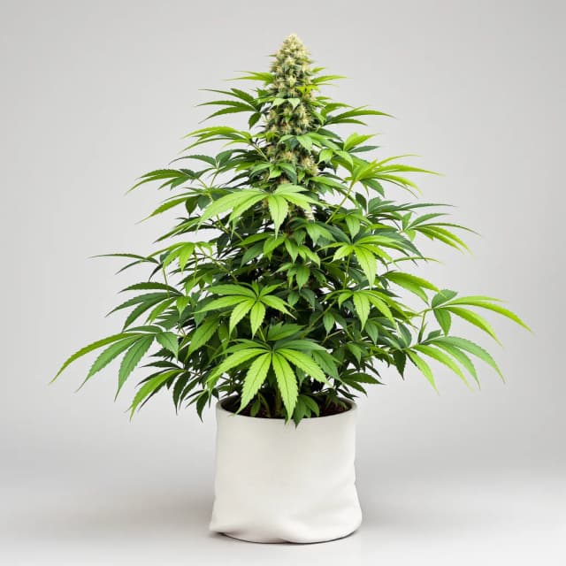 Jedi Kush feminized cannabis plant