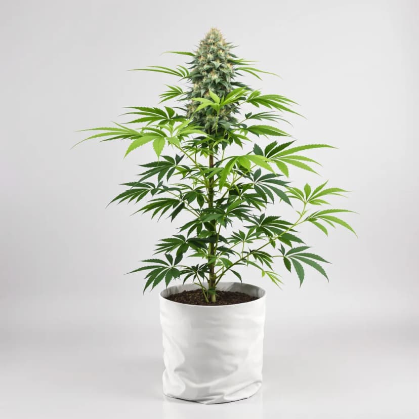 Jelly Roll autoflower cannabis plant