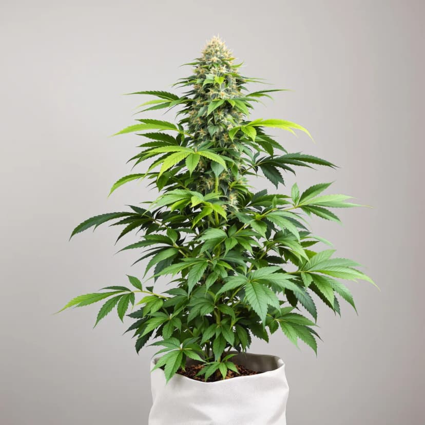 Jelly Roll feminized cannabis plant