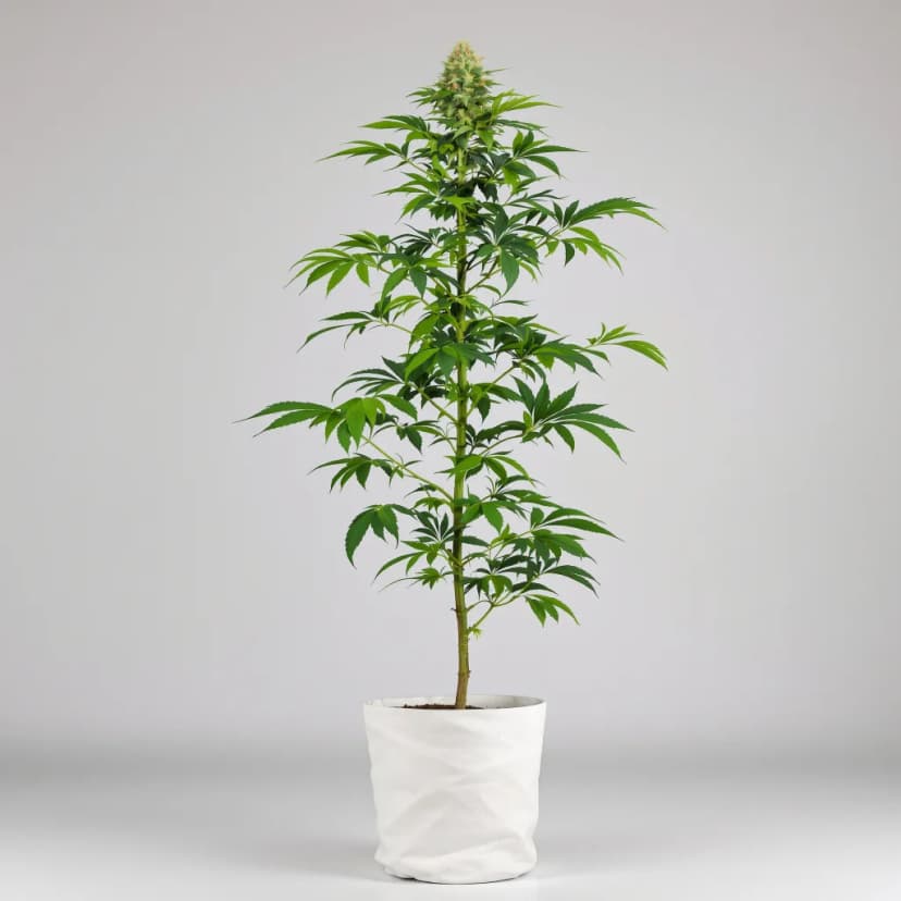 Jesus Juice feminized cannabis plant