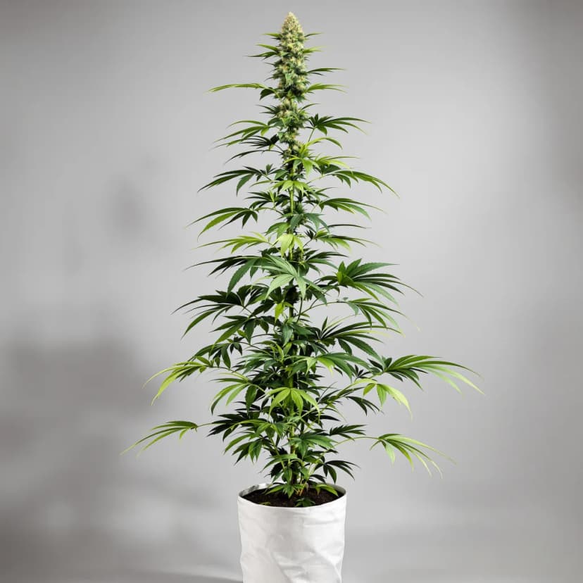 Jesus OG autoflower cannabis plant