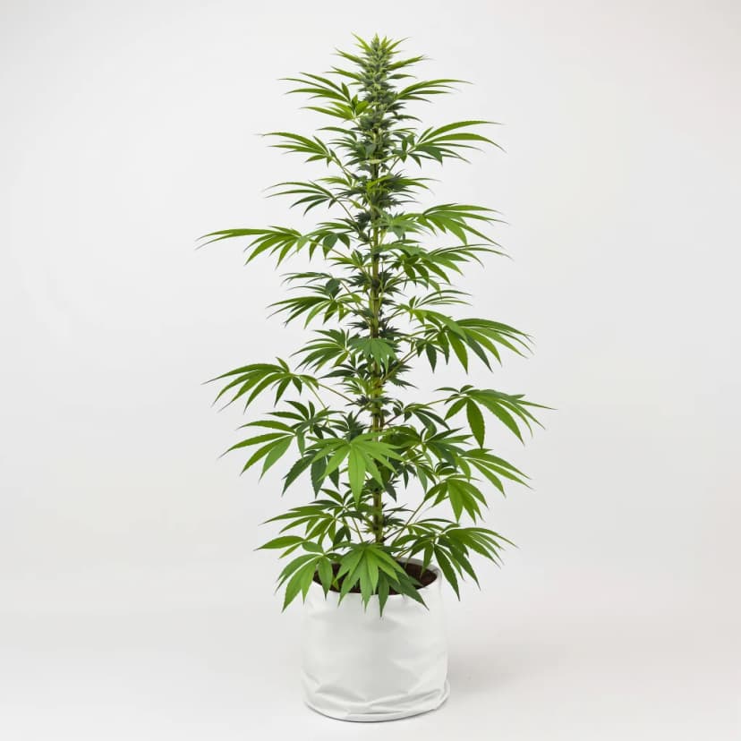 Jesus OG feminized cannabis plant