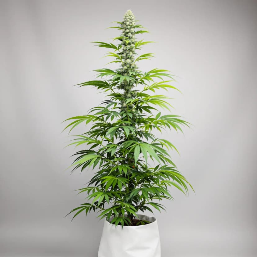 Jet Fuel feminized cannabis plant