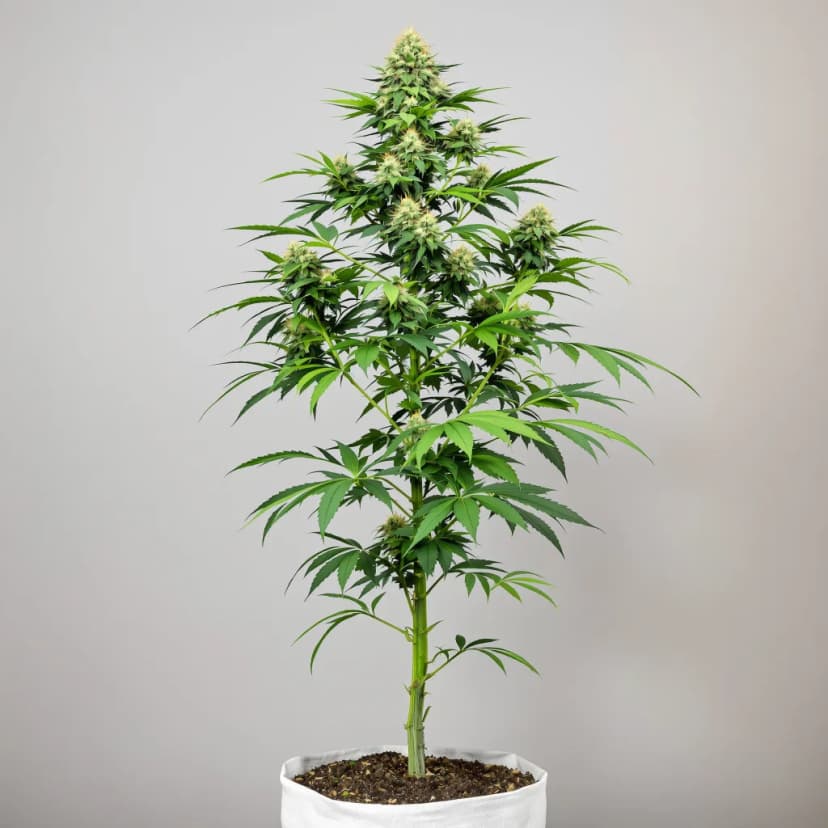 JGR feminized cannabis plant