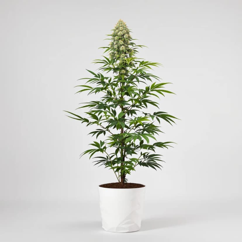 Juicy Fruit feminized cannabis plant