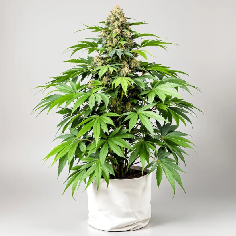 Jungle Cookie feminized cannabis plant