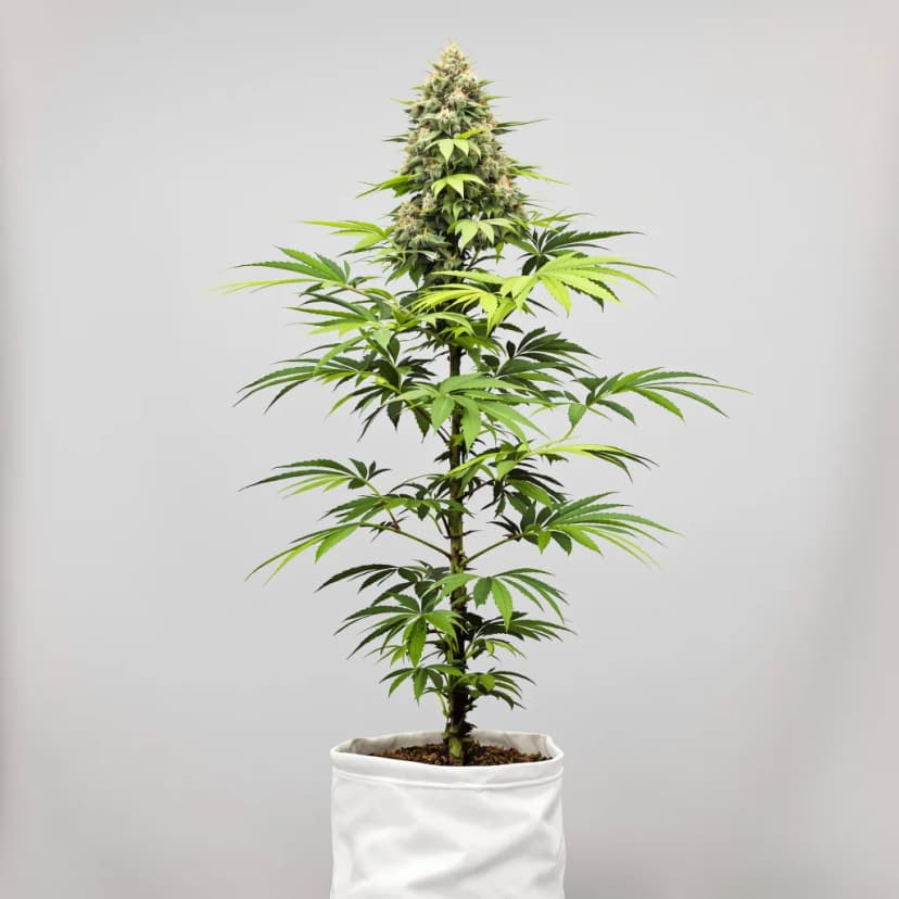 Jungle Lava feminized cannabis plant