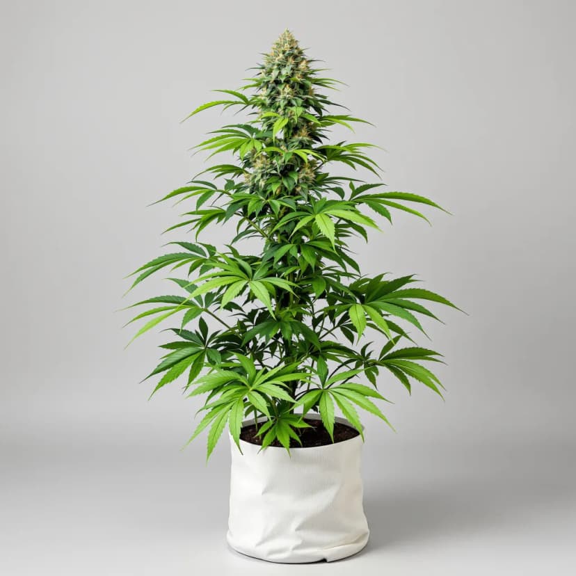 Jupiter OG autoflower cannabis plant