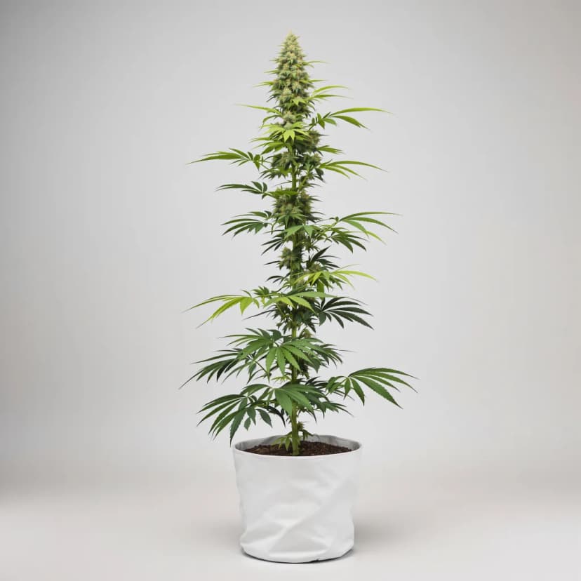 Kali Dog feminized cannabis plant