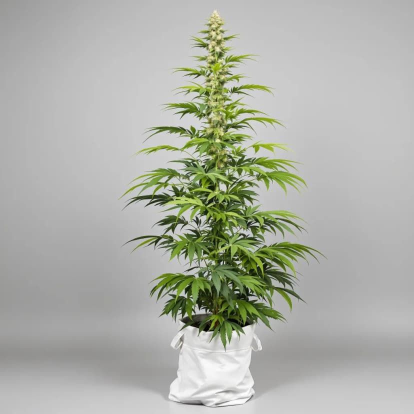 Kali Mist feminized cannabis plant