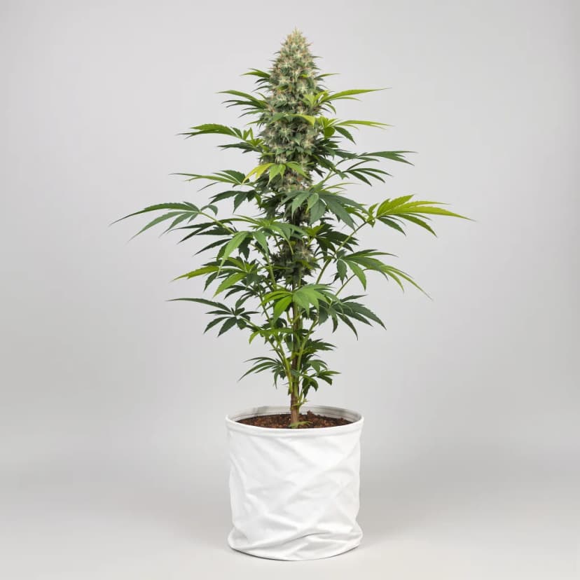 Kandahar feminized cannabis plant