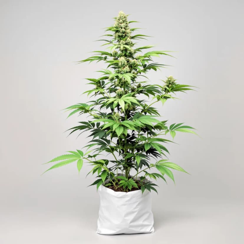 Kandy Kush autoflower cannabis plant