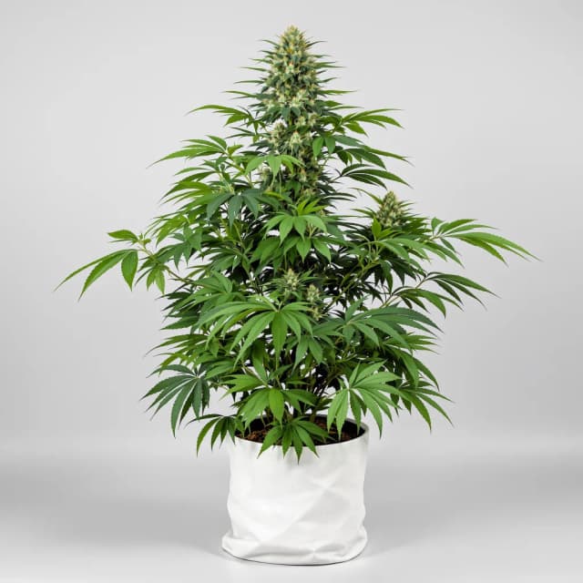 Katsu Kush feminized cannabis plant