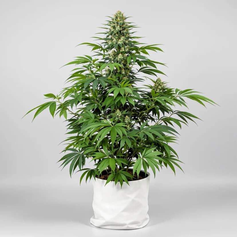 Katsu Kush feminized cannabis plant